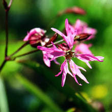 Lade das Bild in den Galerie-Viewer, Kuckucks-Lichtnelke (Silene flos-cuculi)