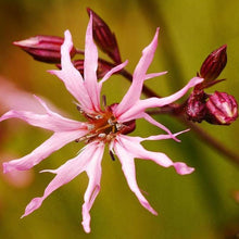 Lade das Bild in den Galerie-Viewer, Kuckucks-Lichtnelke (Silene flos-cuculi)