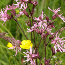 Lade das Bild in den Galerie-Viewer, Kuckucks-Lichtnelke (Silene flos-cuculi)