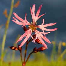 Lade das Bild in den Galerie-Viewer, Kuckucks-Lichtnelke (Silene flos-cuculi)