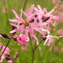 Lade das Bild in den Galerie-Viewer, Kuckucks-Lichtnelke (Silene flos-cuculi)