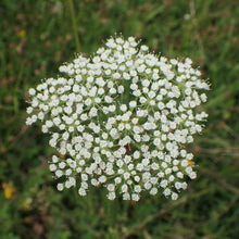 Lade das Bild in den Galerie-Viewer, Kümmelblättrige Silge (Selinum carvifolia)