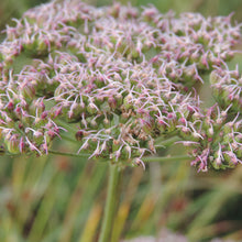 Lade das Bild in den Galerie-Viewer, Kümmelblättrige Silge (Selinum carvifolia)