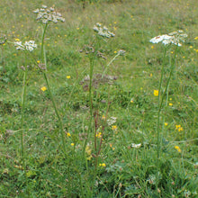Lade das Bild in den Galerie-Viewer, Kümmelblättrige Silge (Selinum carvifolia)
