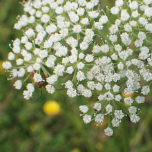 Lade das Bild in den Galerie-Viewer, Kümmelblättrige Silge (Selinum carvifolia)
