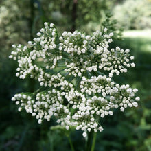 Lade das Bild in den Galerie-Viewer, Kümmelblättrige Silge (Selinum carvifolia)
