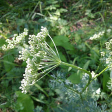 Lade das Bild in den Galerie-Viewer, Kümmelblättrige Silge (Selinum carvifolia)