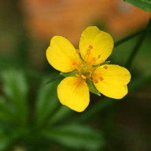 Lade das Bild in den Galerie-Viewer, Blutwurz (Potentilla erecta)