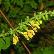 Lade das Bild in den Galerie-Viewer, Klebrige Salbei (Salvia glutinosa)