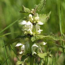 Lade das Bild in den Galerie-Viewer, Weisse-Taubnessel Lamium album Jörg Hempel