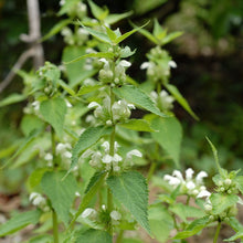 Lade das Bild in den Galerie-Viewer, Weisse Taubnessel (Lamium album)