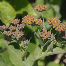 Lade das Bild in den Galerie-Viewer, Langblättriges Hasenohr (Bupleurum longifolium)