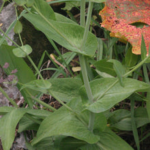 Lade das Bild in den Galerie-Viewer, Langblättriges Hasenohr (Bupleurum longifolium)