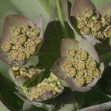 Lade das Bild in den Galerie-Viewer, Langblättriges Hasenohr (Bupleurum longifolium)