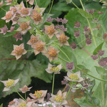Lade das Bild in den Galerie-Viewer, Langblättriges Hasenohr (Bupleurum longifolium)