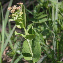 Lade das Bild in den Galerie-Viewer, Langblättriges Hasenohr (Bupleurum longifolium)