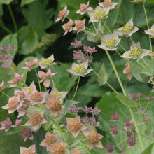 Lade das Bild in den Galerie-Viewer, Langblättriges Hasenohr (Bupleurum longifolium)