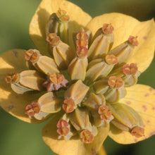 Lade das Bild in den Galerie-Viewer, Langblättriges Hasenohr (Bupleurum longifolium)