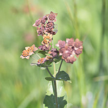 Lade das Bild in den Galerie-Viewer, Langblättriges Hasenohr (Bupleurum longifolium)