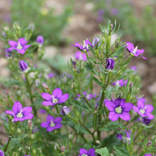 Lade das Bild in den Galerie-Viewer, Venus-Frauenspiegel (Legousia speculum-veneris)
