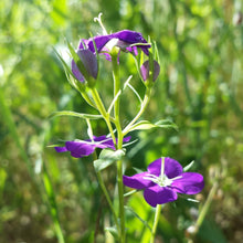 Lade das Bild in den Galerie-Viewer, Venus-Frauenspiegel (Legousia speculum-veneris)