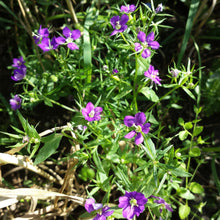 Lade das Bild in den Galerie-Viewer, Venus-Frauenspiegel (Legousia speculum-veneris)