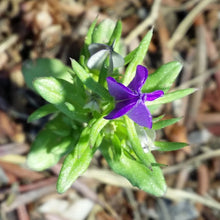 Lade das Bild in den Galerie-Viewer, Venus-Frauenspiegel (Legousia speculum-veneris)