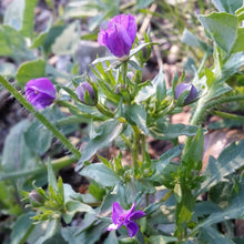 Lade das Bild in den Galerie-Viewer, Venus-Frauenspiegel (Legousia speculum-veneris)