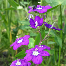 Lade das Bild in den Galerie-Viewer, Venus-Frauenspiegel (Legousia speculum-veneris)