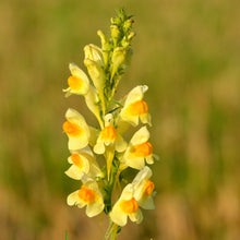 Lade das Bild in den Galerie-Viewer, Gemeines Leinkraut (Linaria vulgaris)