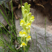 Lade das Bild in den Galerie-Viewer, Gemeines Leinkraut (Linaria vulgaris)