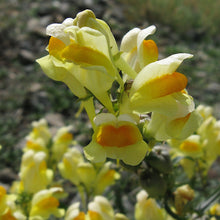 Lade das Bild in den Galerie-Viewer, Gemeines Leinkraut (Linaria vulgaris)