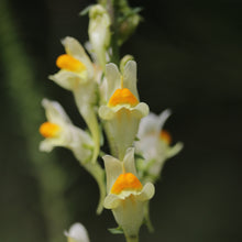 Lade das Bild in den Galerie-Viewer, Gemeines Leinkraut (Linaria vulgaris)