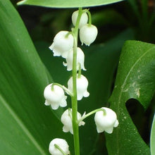 Lade das Bild in den Galerie-Viewer, Maiglöckchen (Convallaria majalis)