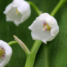 Lade das Bild in den Galerie-Viewer, Maiglöckchen (Convallaria majalis)