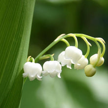 Lade das Bild in den Galerie-Viewer, Maiglöckchen (Convallaria majalis)