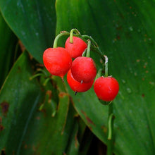 Lade das Bild in den Galerie-Viewer, Maiglöckchen (Convallaria majalis)
