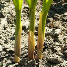 Lade das Bild in den Galerie-Viewer, Maiglöckchen (Convallaria majalis)