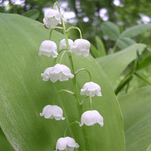 Lade das Bild in den Galerie-Viewer, Maiglöckchen (Convallaria majalis)