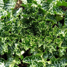 Lade das Bild in den Galerie-Viewer, Mariendistel Blattrosette (Silybum marianum)