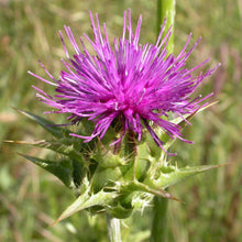 Lade das Bild in den Galerie-Viewer, Mariendistel (Silybum marianum)