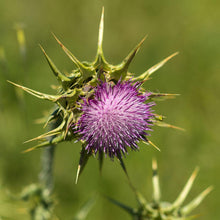 Lade das Bild in den Galerie-Viewer, Mariendistel - FuturePlanter