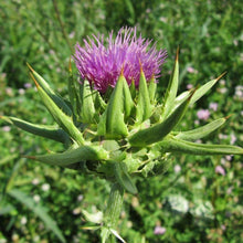 Lade das Bild in den Galerie-Viewer, Mariendistel (Silybum marianum)
