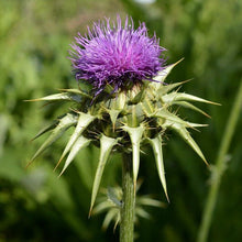 Lade das Bild in den Galerie-Viewer, Mariendistel (Silybum marianum)