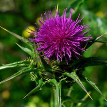 Lade das Bild in den Galerie-Viewer, Mariendistel (Silybum marianum)