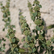 Lade das Bild in den Galerie-Viewer, Gewöhnlicher Andorn (Marrubium vulgare)