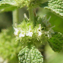 Lade das Bild in den Galerie-Viewer, Gewöhnlicher Andorn (Marrubium vulgare)