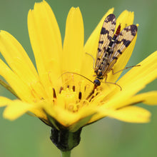 Lade das Bild in den Galerie-Viewer, Wiesen-Bocksbart (Tragopogon pratensis)