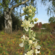 Lade das Bild in den Galerie-Viewer, Mehlige Königskerze (Verbascum lychnitis)