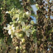 Lade das Bild in den Galerie-Viewer, Mehlige Königskerze (Verbascum lychnitis)